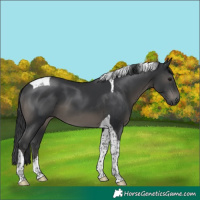 Horse Color:Black Tobiano 