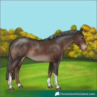 Horse Color:Liver Chestnut Mushroom Tobiano Appaloosa 