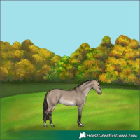 Horse Color:Bay Dun 