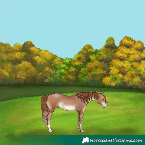 Horse Color:Brown Pearl 
