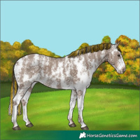 Horse Color:Painted Liver Red Dun Ice Sabino 