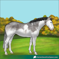 Horse Color:Brown Mushroom Sabino Splash 