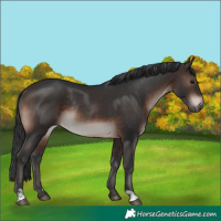 Horse Color:Brown Mushroom Rabicano 