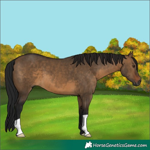 Horse Color:Gray Brown Dun 