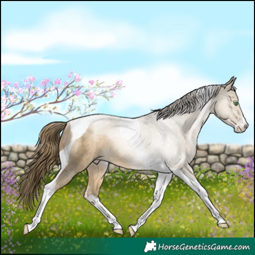 Horse Color:Smoky Black Pearl Sabino Tobiano Rabicano