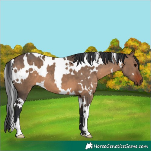 Horse Color:White Spotted Brown Dun