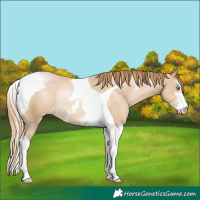 Horse Color:Smoky Black Pearl Sabino Tobiano Rabicano 