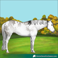 Horse Color:Gray White Spotted Smoky Grullo Sabino Splash 