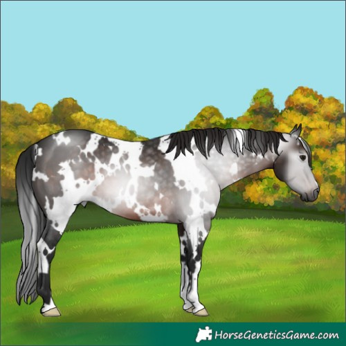 Horse Color:Gray White Spotted Brown 