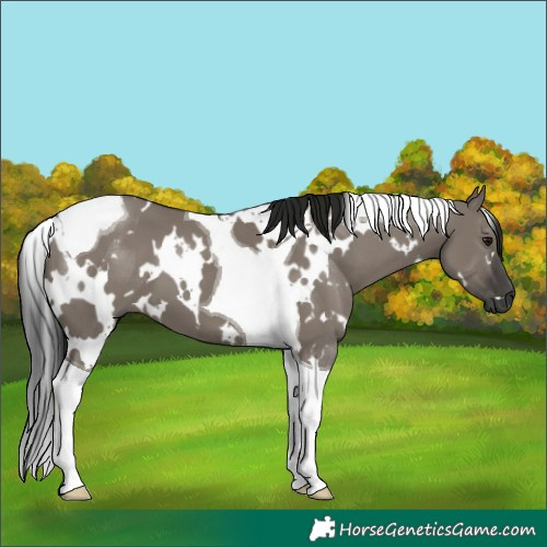 Horse Color:Gray White Spotted Grullo Tobiano