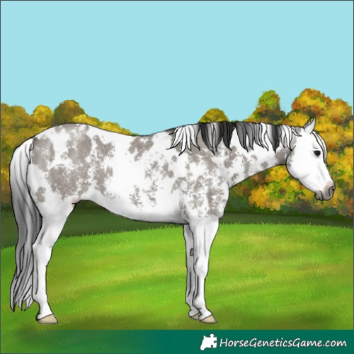 Horse Color:Gray White Spotted Grullo Sabino Splash