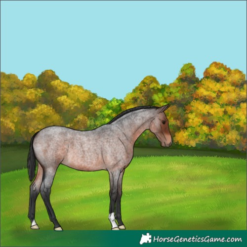 Horse Color:Brown Roan