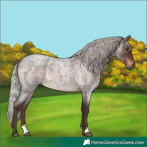 Horse Color:Silver Brown Roan 