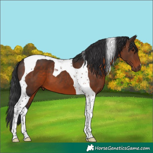 Horse Color:Brown Tobiano 