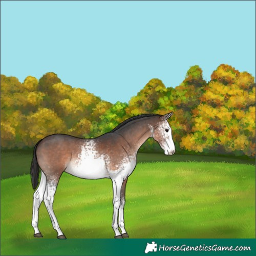Horse Color:White Spotted Brown Sabino