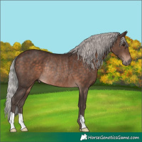 Horse Color:Silver Brown Rabicano 