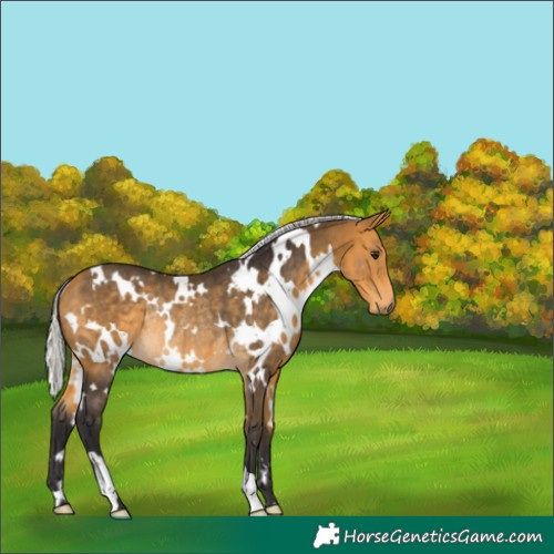 Horse Color:Unknown 