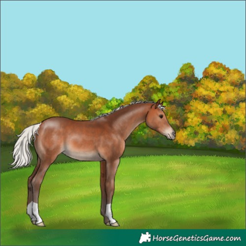 Horse Color:Silver Brown