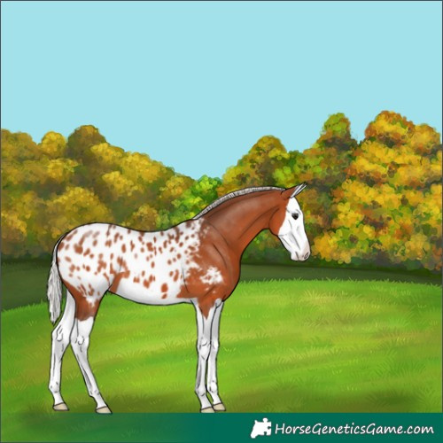 Horse Color:Silver Bay Splash Appaloosa 