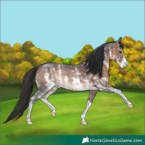 Horse Color:Brown Sabino Rabicano