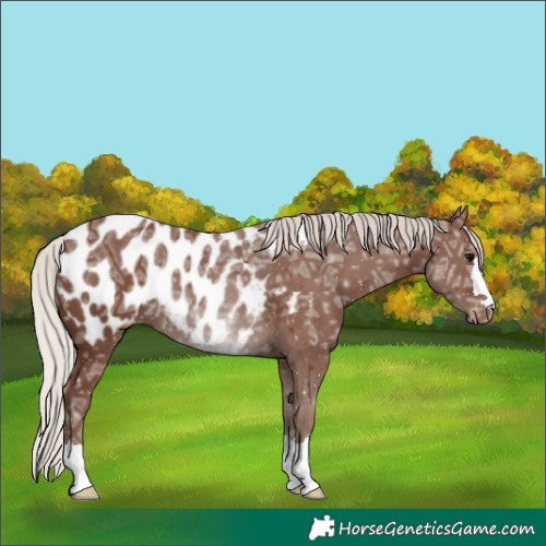 Horse Color:Silver Black Ice Appaloosa Rabicano