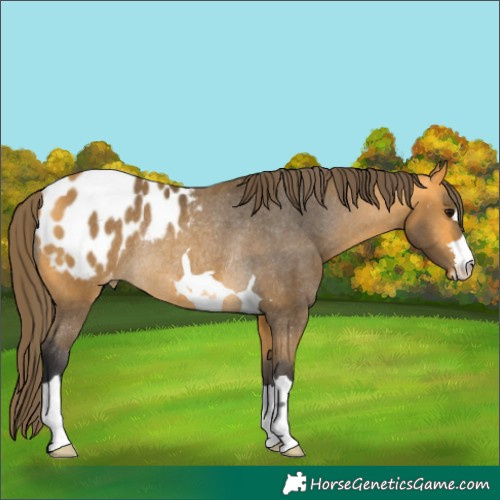 Horse Color:Buckskin Appaloosa Rabicano 