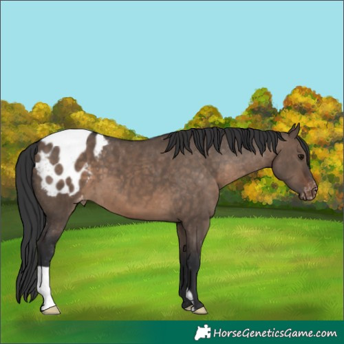Horse Color:Brown Dun Appaloosa 