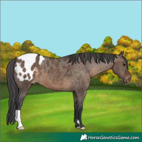 Horse Color:Brown Dun Appaloosa 