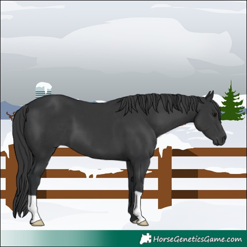 Horse Color:Black 