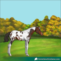 Horse Color:Bay Tobiano Blanket 