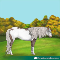 Horse Color:Silver Brown Frame Appaloosa