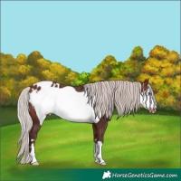 Horse Color:Silver Brown Frame Appaloosa 