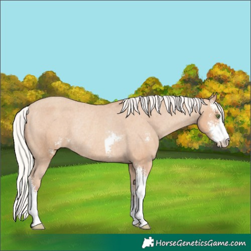 Horse Color:Silver Classic Champagne Sabino Appaloosa Rabicano 