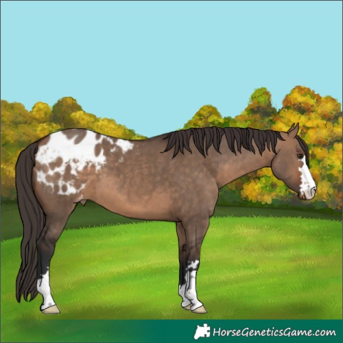 Horse Color:Bay Dun Appaloosa