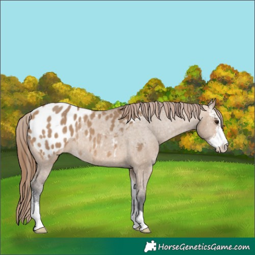 Horse Color:Bay Dun Sabino Appaloosa Rabicano 