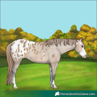 Horse Color:Bay Dun Sabino Appaloosa Rabicano 