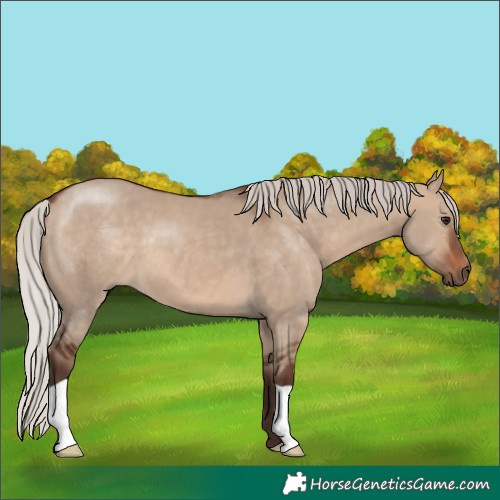 Horse Color:Silver Brown Dun 