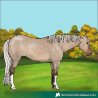 Horse Color:Silver Brown Dun