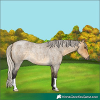 Horse Color:Silver Buckskin Roan Dun