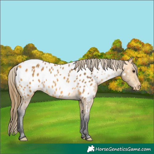 Horse Color:Buckskin Near Leopard