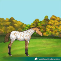 Horse Color:Buckskin Appaloosa 