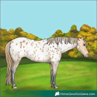 Horse Color:Buckskin Near Leopard