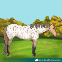 Horse Color:Buckskin Appaloosa