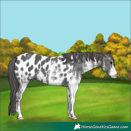 Horse Color:White Spotted Black Appaloosa 