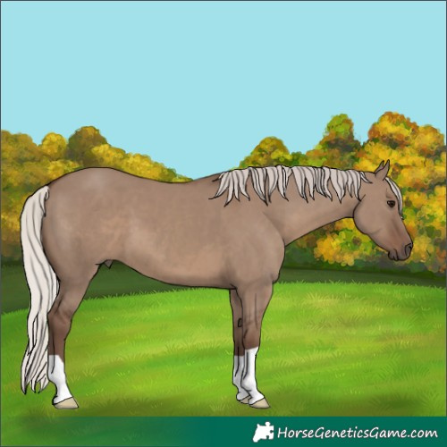 Horse Color:Silver Grullo 