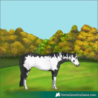 Horse Color:Black Frame 