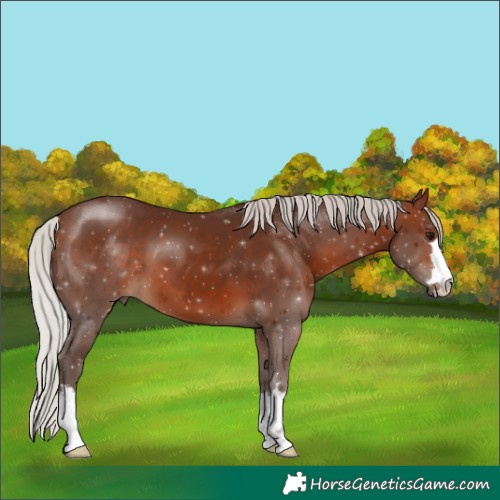 Horse Color:Silver Brown 
