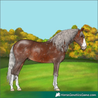 Horse Color:Silver Brown 
