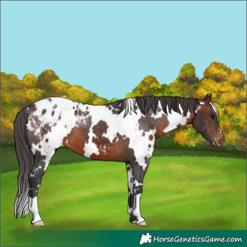 Horse Color:White Spotted Brown Appaloosa