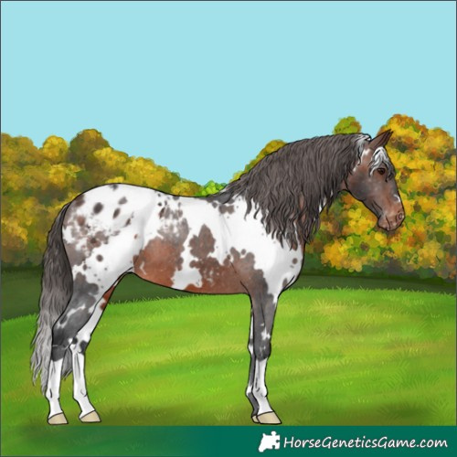 Horse Color:White Spotted Brown Blanket 